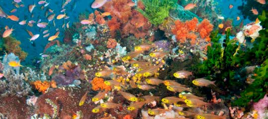 (ALL INTERNAL USE EXCEPT MAGAZINE & ANNUAL REPORT require permission & fee ) Healthy coral reef photographed in the waters at Lembeh Strait, Buyat Bay, North Sulawesi, Indonesia. PHOTO CREDIT: ©Jeff Yonover