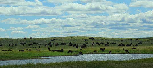 grasslands
