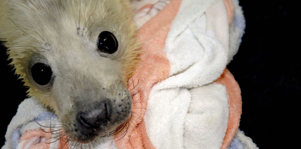 A small number of rehabilitation sites in our region are permitted to rehabilitate marine animals, such as this seal pup.