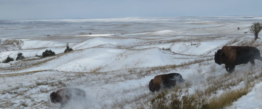 Buffalo were returned to a part of the Badlands in South Dakota in 2019.