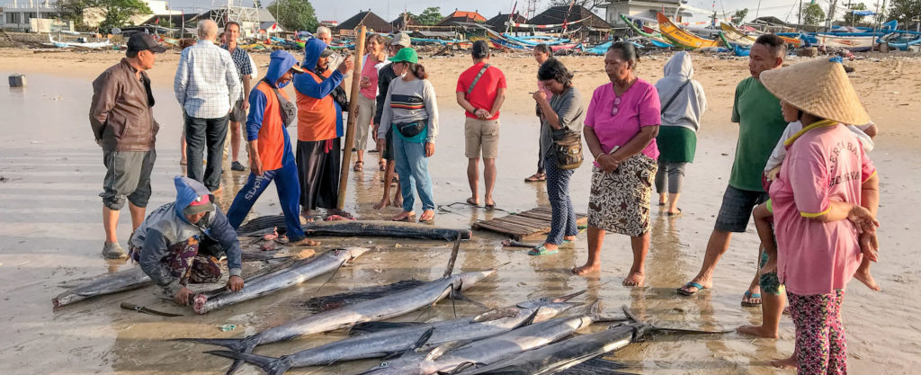Artisanal fishermen in Benoa Harbor, Indonesia measure handline-caught marlin to improve management of local fisheries.