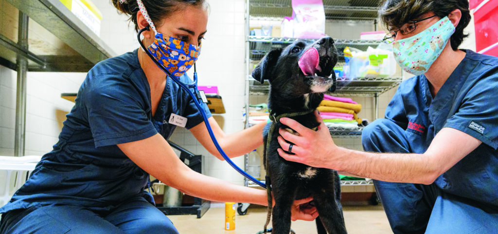 Honey, a terrier mix, receives a health check-up at the Dane County Humane Society performed by Dr. Shak Makhijani (left) and Dr. Uri Donnett (right), both from the Shelter Medicine Program at the School of Veterinary Medicine at the University of Wisconsin-Madison on July 9, 2020.