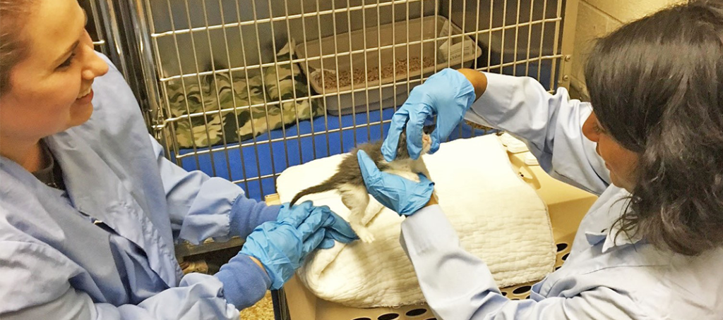 Two female veterinary staff examine a white and grey kitten.