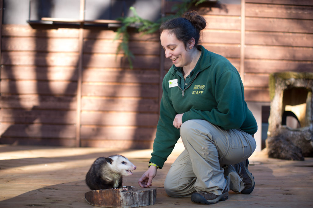 A female staffer at Woodland Park Zoo works with an opposum