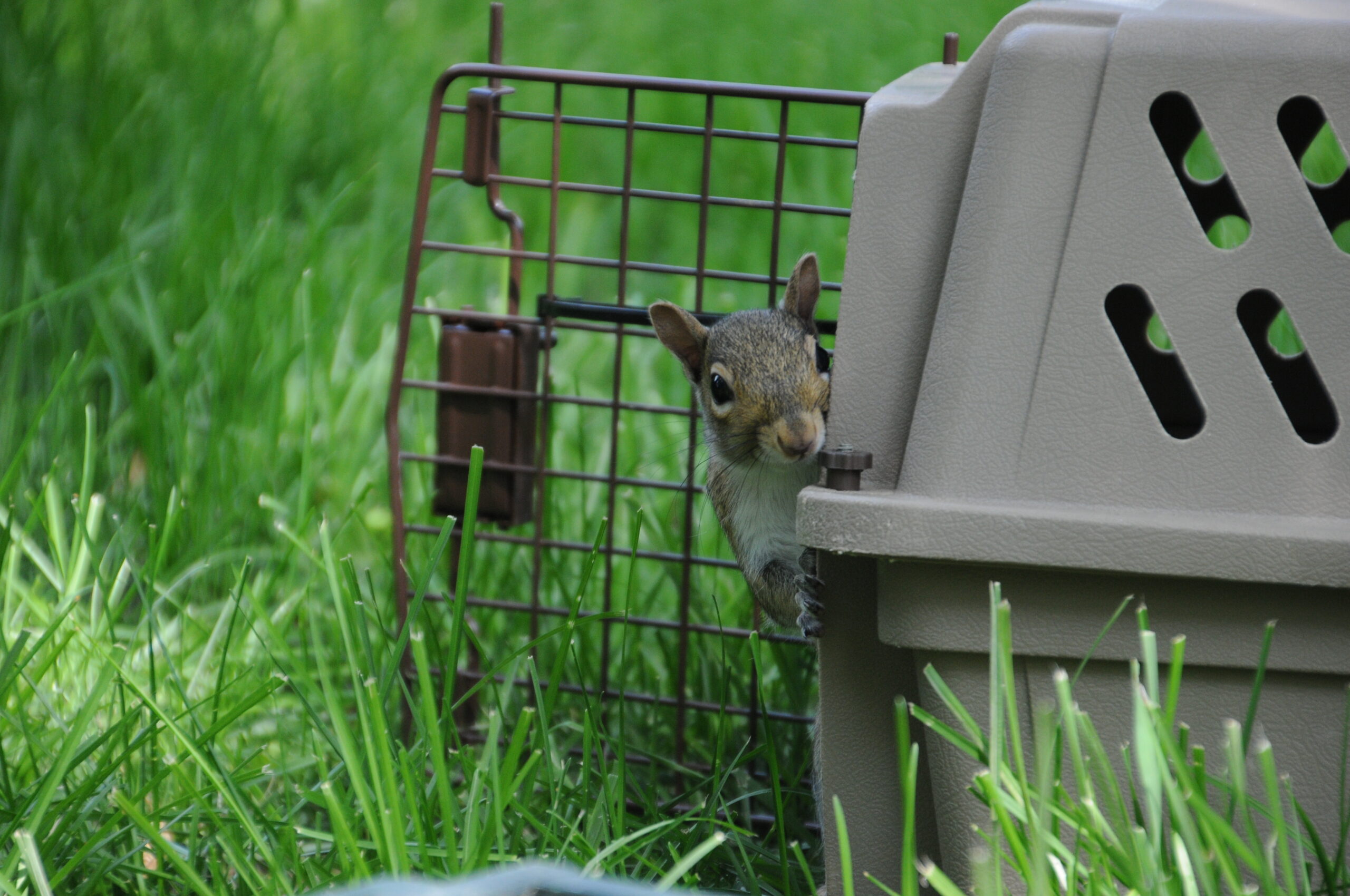 Squirrel Program Building connections and community in support of wildlife - Margaret A ...
