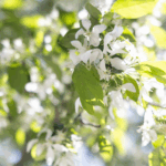 A close up of an apple tree with white flowers blossoming.
